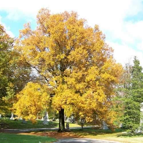 Quercus phellos Hightower - Willow oak - Future Forests