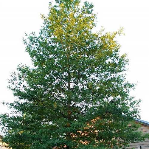 Quercus phellos Hightower - Willow oak - Future Forests