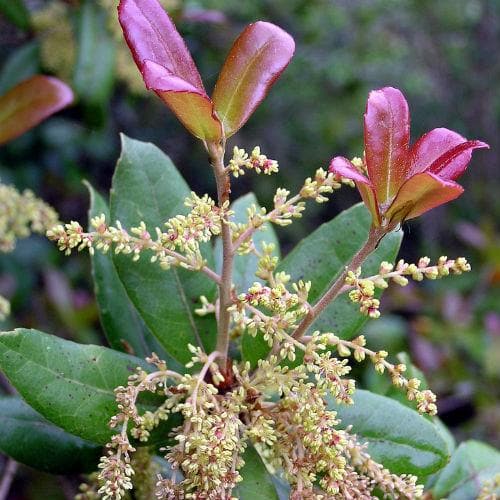 Quercus phillyraeoides - Black Ridge Oak - Future Forests