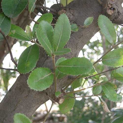 Quercus phillyraeoides - Black Ridge Oak - Future Forests