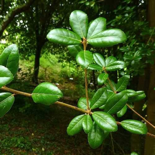 Quercus phillyraeoides - Black Ridge Oak - Future Forests