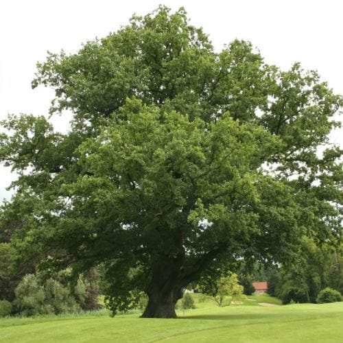 Quercus robur - Common Oak - Future Forests