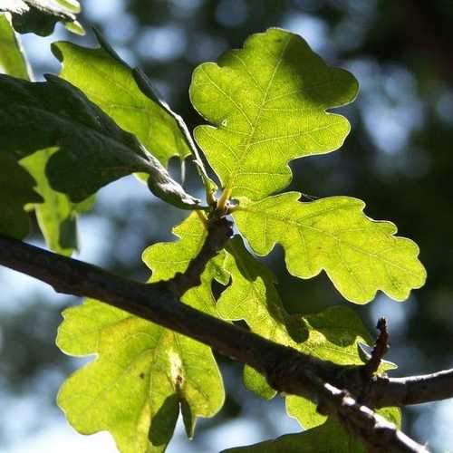 Quercus robur - Common Oak Bareroot | 1-2ft / Not provided