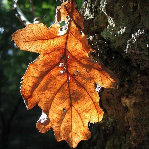 Quercus robur - Common Oak - Future Forests