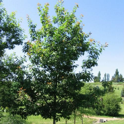 Quercus rubra - Red Oak - Future Forests