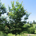 Quercus rubra - Red Oak Bareroot | 2-3ft / Not provided / Not provided