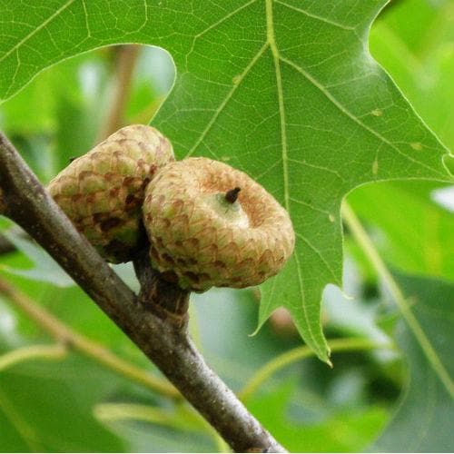 Quercus rubra - Red Oak - Future Forests