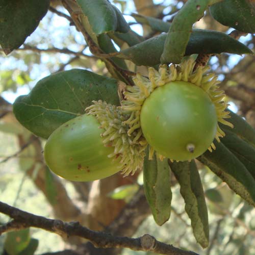 Quercus suber - Cork Oak - Future Forests