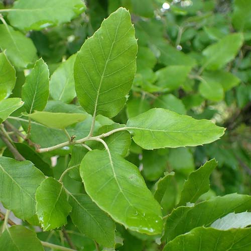 Quercus suber - Cork Oak - Future Forests