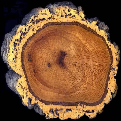 Quercus suber - Cork Oak - Future Forests