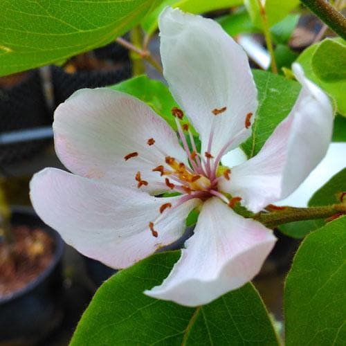 Quince Serbian Gold - Future Forests