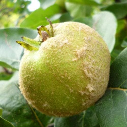 Quince Serbian Gold - Future Forests