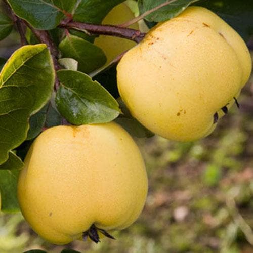 Quince Serbian Gold - Future Forests