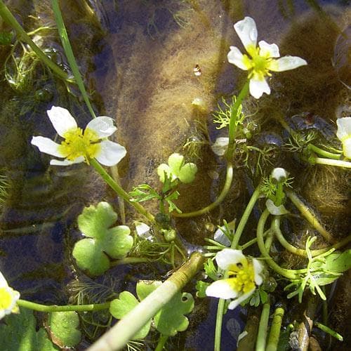 Ranunculus aquatilis - Common Water Crowfoot (Oxegenator)