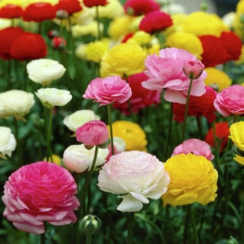 Ranunculus asiaticus - Mixed varieties - Future Forests