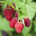 Raspberry Polka - Autumn Fruiting Pot | 12cm / 1 Cane