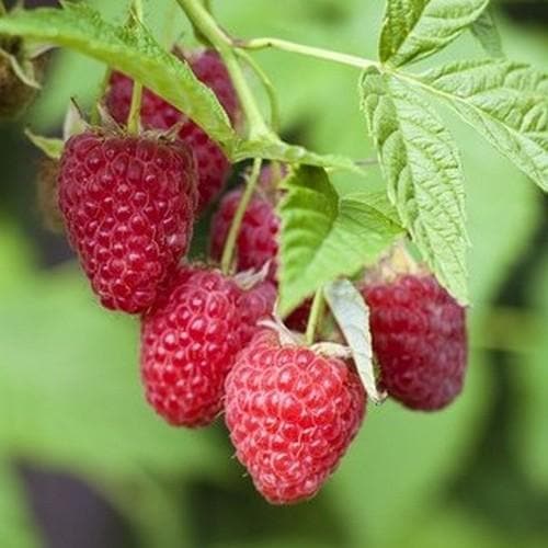 Raspberry Polka - Autumn Fruiting Pot | 12cm / 1 Cane