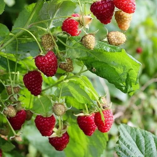 Raspberry Polka - Autumn Fruiting