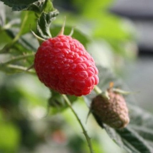 Raspberry Twotimer Sugana Red - Summer & Autumn Fruiting