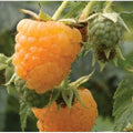 Raspberry All Gold (Fall Gold) - Autumn Fruiting Bareroot / Pack of 5