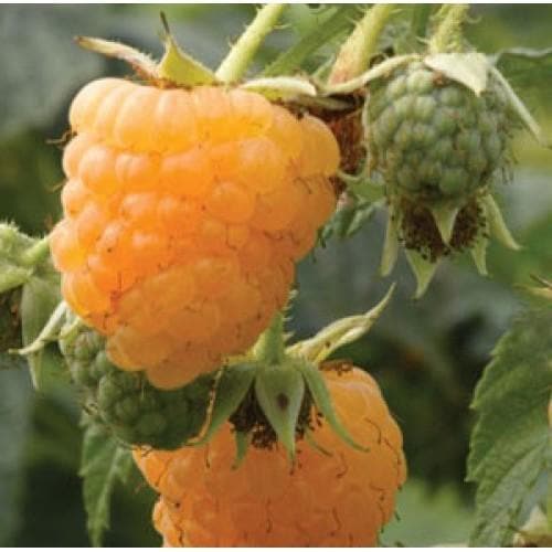 Raspberry All Gold (Fall Gold) - Autumn Fruiting Bareroot / Pack of 5