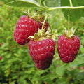 Raspberry Autumn Bliss - Autumn Fruiting Bareroot / Pack of 5