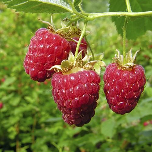 Raspberry Autumn Bliss - Autumn Fruiting Bareroot / Pack of 5