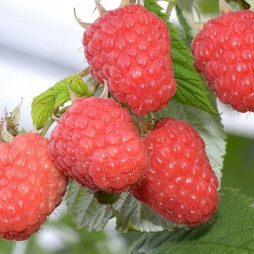 Raspberry Glen Ample - Summer Fruiting Bareroot / 1yr / Pack of 5