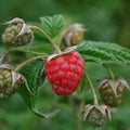 Raspberry Malling Jewel - Summer Fruiting Bareroot / 1yr / Pack of 5