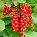 Redcurrant Jonkeer van Tets Bareroot / 1yr