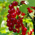 Redcurrant Red Lake Bareroot / 1yr