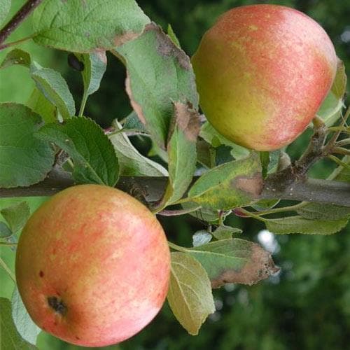 Apple Reid’s Seedling - Future Forests