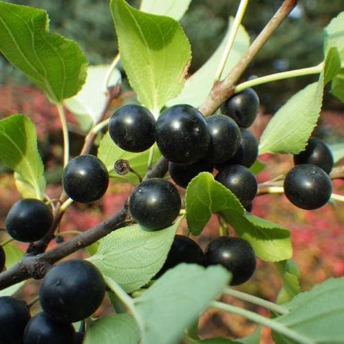 Rhamnus cathartica - Purging Buckthorn Bareroot | 2-3ft / Not provided / Not provided