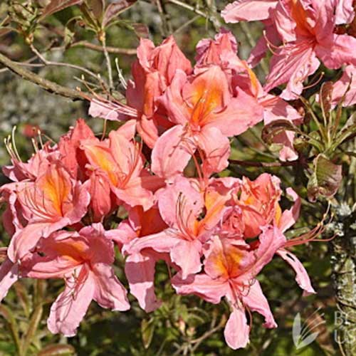 Azalea mollis Berry Rose