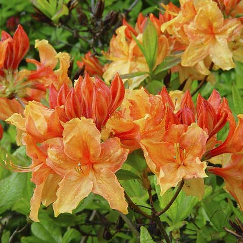 Azalea mollis Golden Eagle