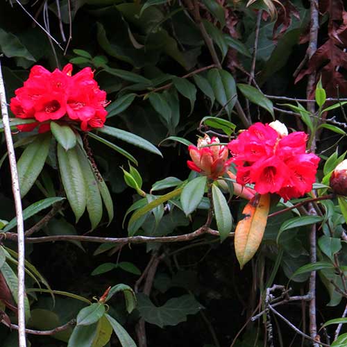 Rhododendron arboreum