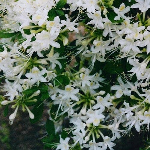 Rhododendron atlanticum Snowbird