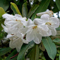 Rhododendron decorum