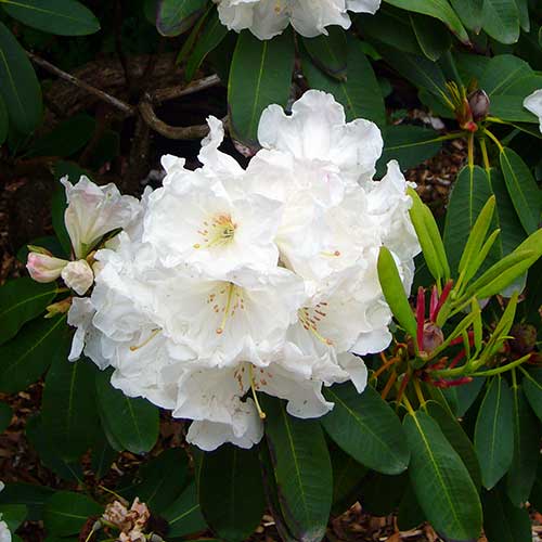 Rhododendron decorum