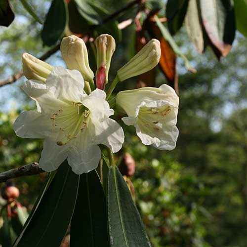Rhododendron decorum