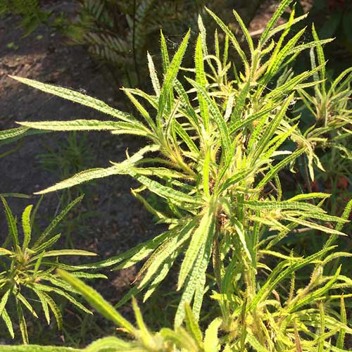 Rhododendron stenopetalum Linearifolium