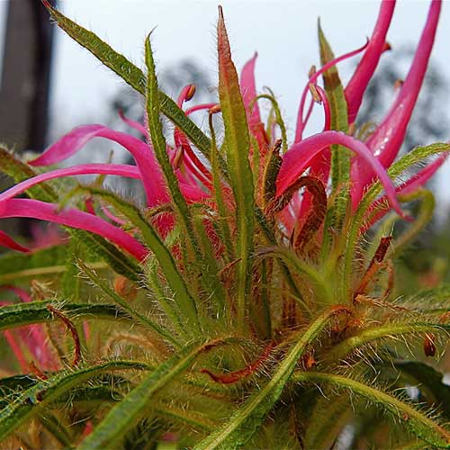 Rhododendron stenopetalum Linearifolium