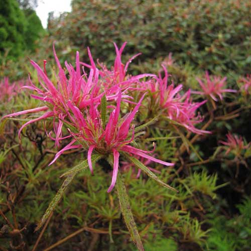 Rhododendron stenopetalum Linearifolium