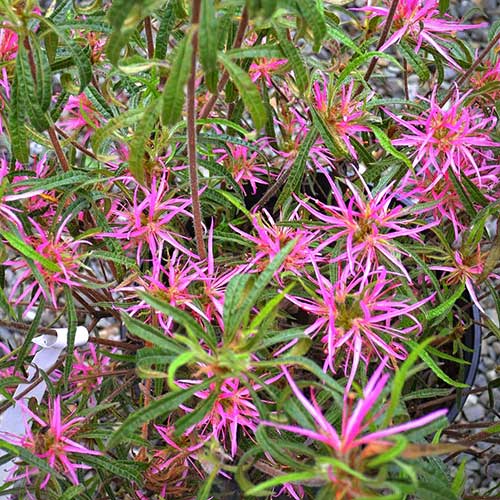 Rhododendron stenopetalum Linearifolium