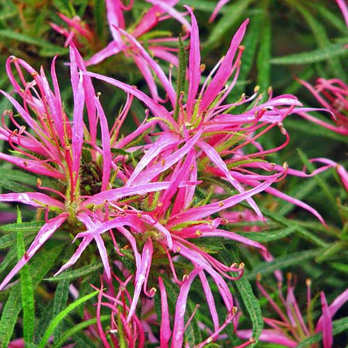 Rhododendron stenopetalum Linearifolium