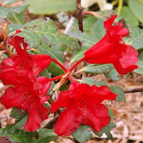 Rhododendron Baden-Baden