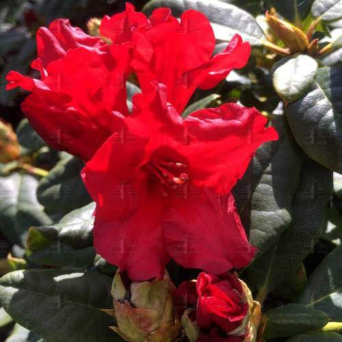 Rhododendron Baden-Baden