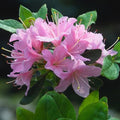 Rhododendron Pintail - Future Forests