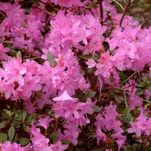 Rhododendron Pintail - Future Forests