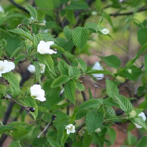 Rhodotypos scandens - Future Forests